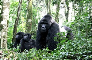 New HIV strain leapt to humans from gorillas: study